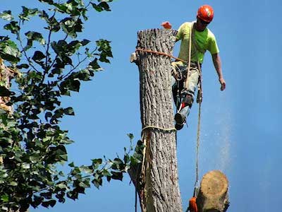 Calabasas tree removal service